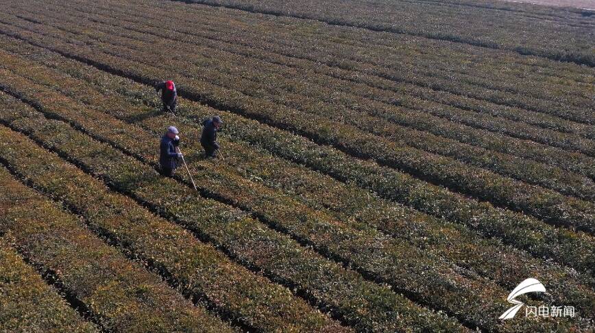 日照岚山区：立春好时节 农家茶事忙