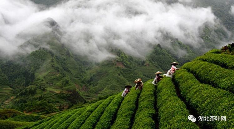 “鄂”的茶走向世界舞台 湖北多方发力推进品牌强省建设