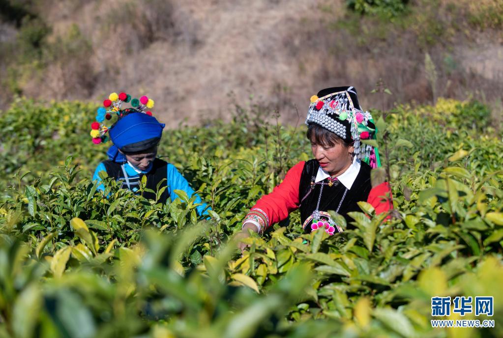 云南南涧：茶产业助力乡村振兴