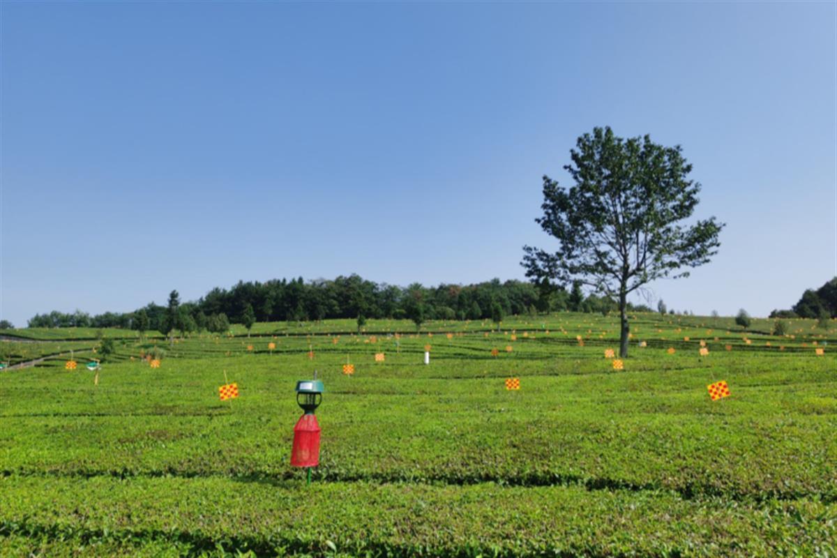 湖北省首个生态低碳茶基地落户五峰