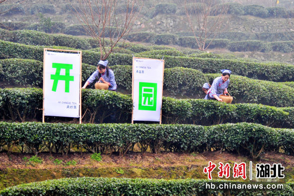 湖北宜昌：三峡早茶抢“鲜”开园