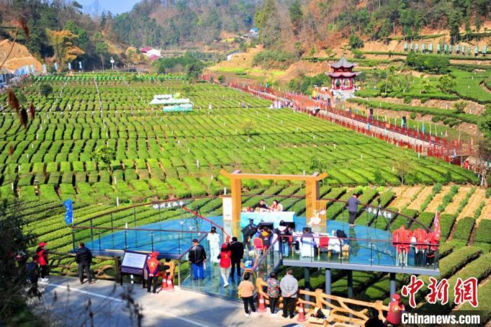 三峡移民镇：茶园变公园 采茶成休闲