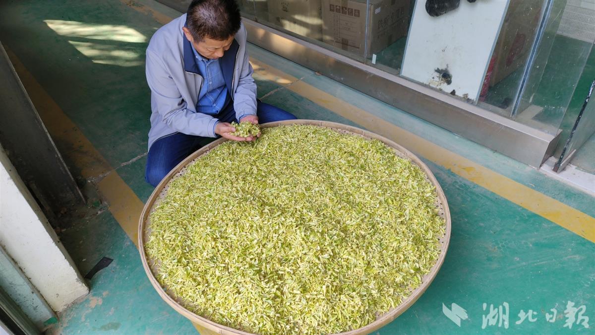 阳春三月试新茶 新洲旧街白茶新品“汉白一号”上市