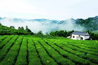 恩施打造“中国茶谷”