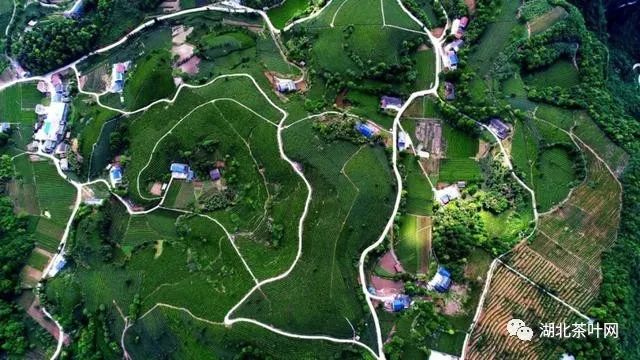 打造“欧标园” 湖北宜都茶园向生态低碳迈进