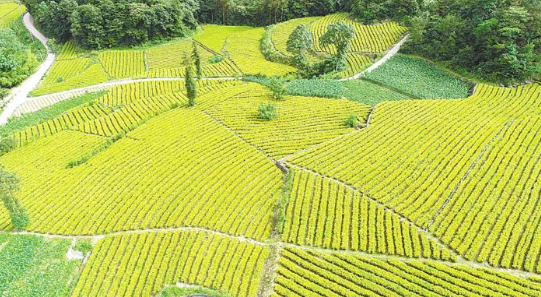 保一叶 富一业 咸丰给4.2万亩茶园系上“保险带”