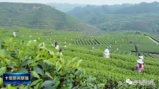 十堰上半年茶叶产业数据公布，产量同比增长21.7%