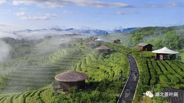 保康香炉山：“小茶叶”撬起农文旅融合“大产业”