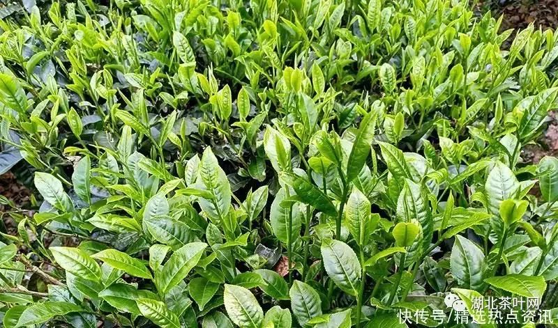 云南墨江：26万亩夏秋茶迎来采收季