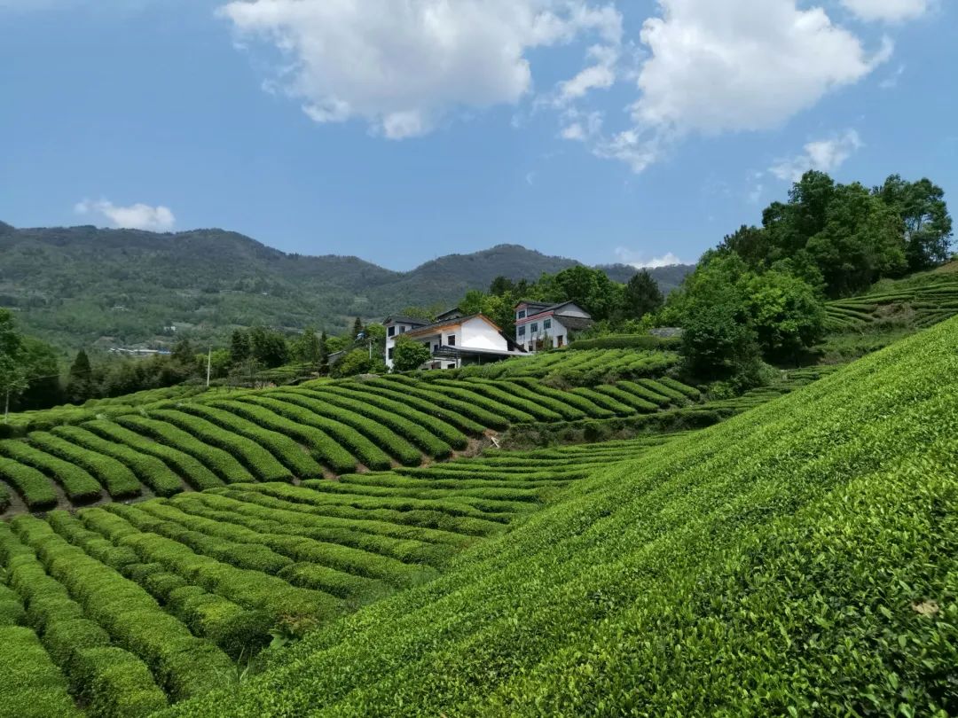 巴东红铺就乡村振兴路