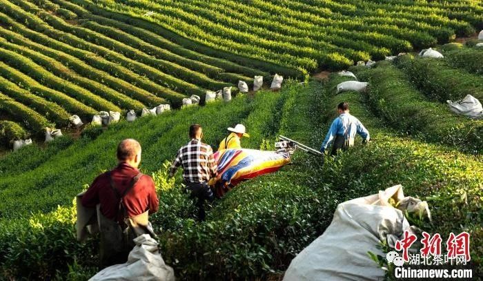 湖北赤壁黑茶检测中心护航青砖茶走向世界