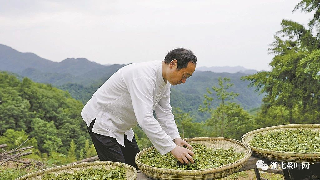 万里茶道再飘襄阳茶香——访晒紫金茯茶制作技艺传承人刘家国..