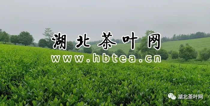 2023年湖北茶产业综合产值达855亿元