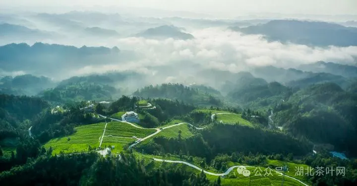 武陵深处访藤茶