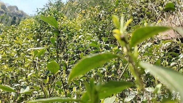 鹤峰：深山荒野茶香飘四方 “茶中珍品”供不应求引市场热捧