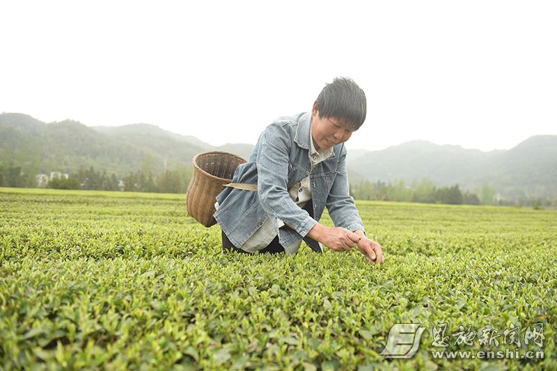 恩施“三茶”筑起振兴路